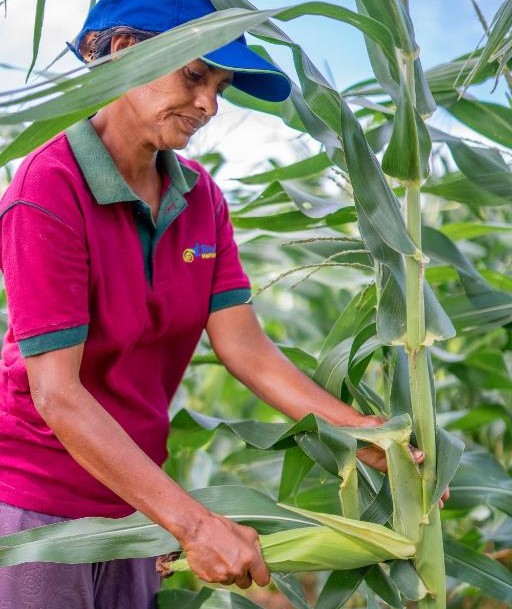 Organic Farm Journey